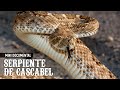 SERPIENTE DE CASCABEL | Una de las serpientes más venenosas