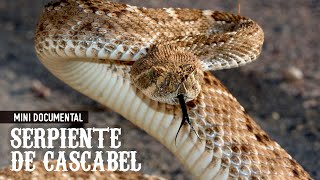 SERPIENTE DE CASCABEL | Una de las serpientes más venenosas