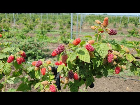 Vidéo: Boynesemberria Ou Ezemalina