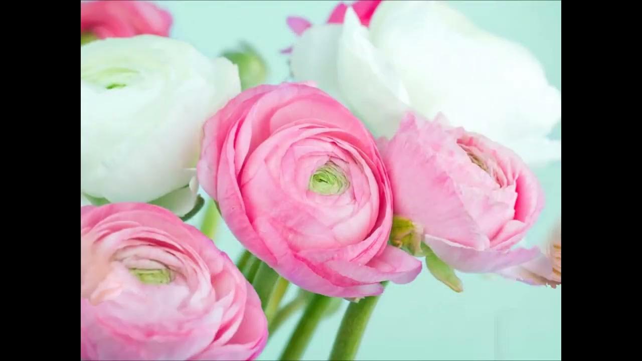 Ранункулюс Light Pink White