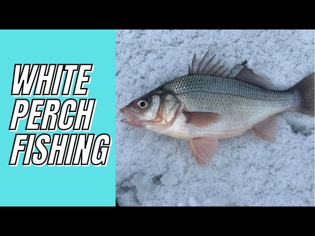 White Perch Fishing 