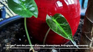 Tuto Comment Fonctionnent Les Oyas ?