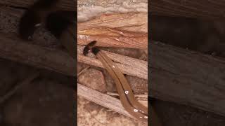 Молотоголовый червь ест улиток и червей