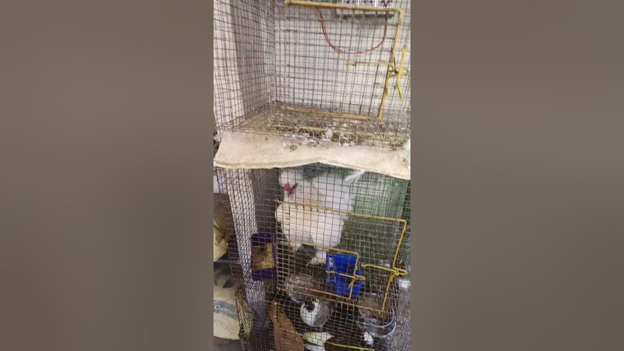 Pet shop in madurai dog puppies all breeds Persian cats fancy hens