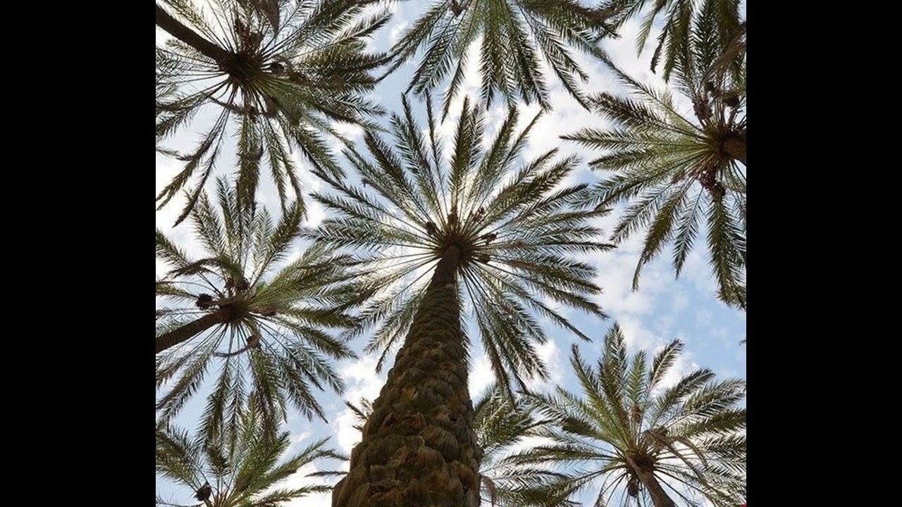 سورة النور للقارئ عبدالله الموسى 🌙💛