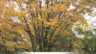 Zelkova serrata