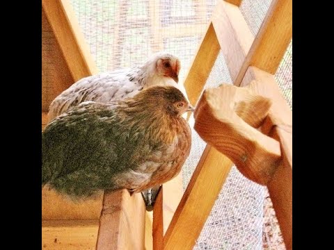 4 x 4, 5 foot tall chicken coop for 2-6 hens - YouTube