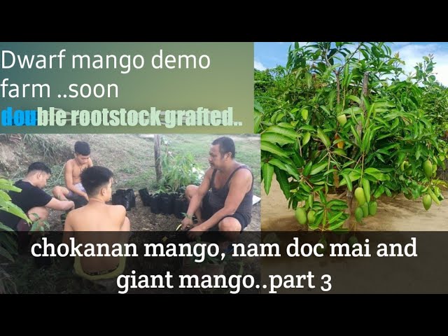 dwarf mango demo farm.. soon..Doule rootstock grafted..chokanan, nam doc mai and giant mango..part 3