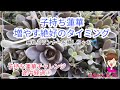 【多肉植物】子持ち蓮華/増やす絶好のタイミング/子持ち蓮華チャレンジの途中経過①/Succuent/Orostachys/bohmei/