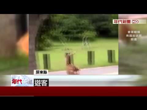 野狗追趕！　墾丁「小鹿亂撞」遊客東倒西歪