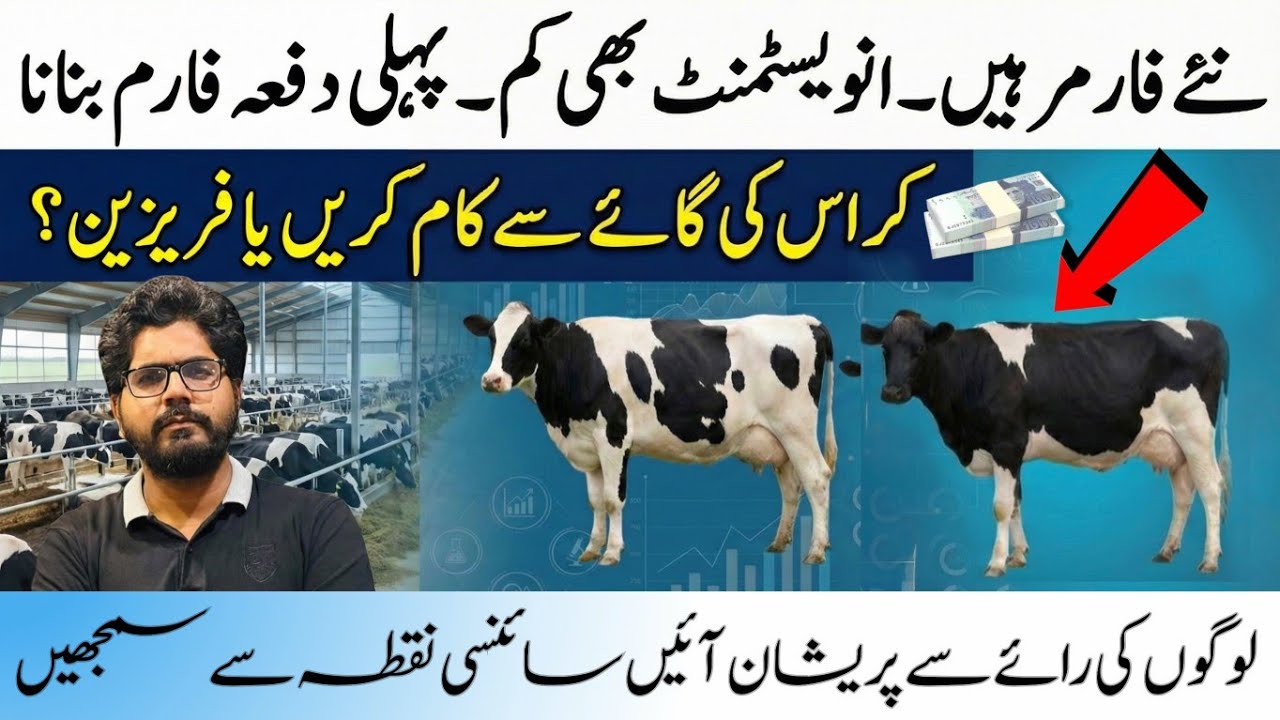 New farmer investment plan 2026 II Cross cow vs  Friesian cows business II Dr. Muzzammil Hassan 