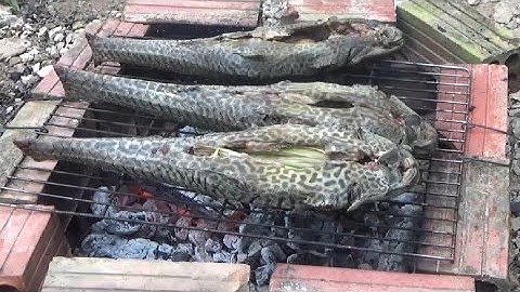CÁ LAU KIẾNG NƯỚNG - Cooking Grilled Back Monster Fish VietNam