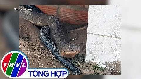 THVL | Đã có phương án xử lý cặp rắn hổ mây "khủng" ở An Giang