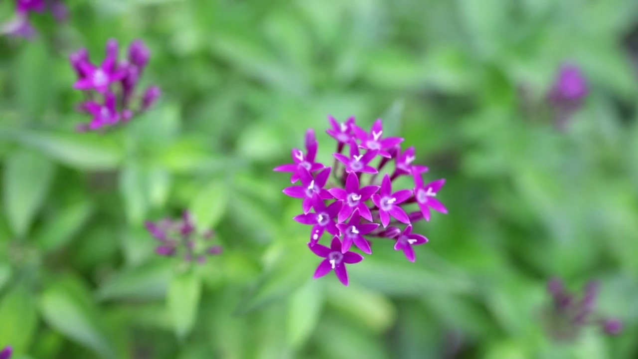 Things to do in SWFL - Rotary Park / Cape Coral