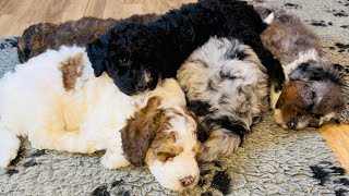 Puppies Playing at 5 Weeks Old (Bernedoodles) by Regency Doodles 1,088 views 3 months ago 5 minutes, 44 seconds