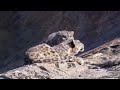 Mother and Cub Snow Leopard Behaviour | Snow Leopard: Beyond the Myth | BBC Earth