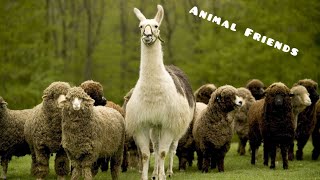 Learn colors of farm animals: cow, llama, ram, horse, cat, dog, duck - animal sounds