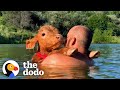 Baby Cow Insists On Jet Skiing With His Dad | The Dodo