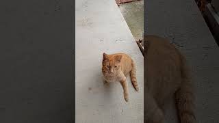 GETTING TO KNOW THE STRAY CAT OUTSIDE MY DOOR