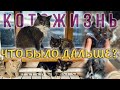 ЧТО БЫЛО ДАЛЬШЕ? 😻 КОТОЖИЗНЬ!