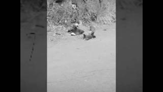 Mynah birds cock fighting