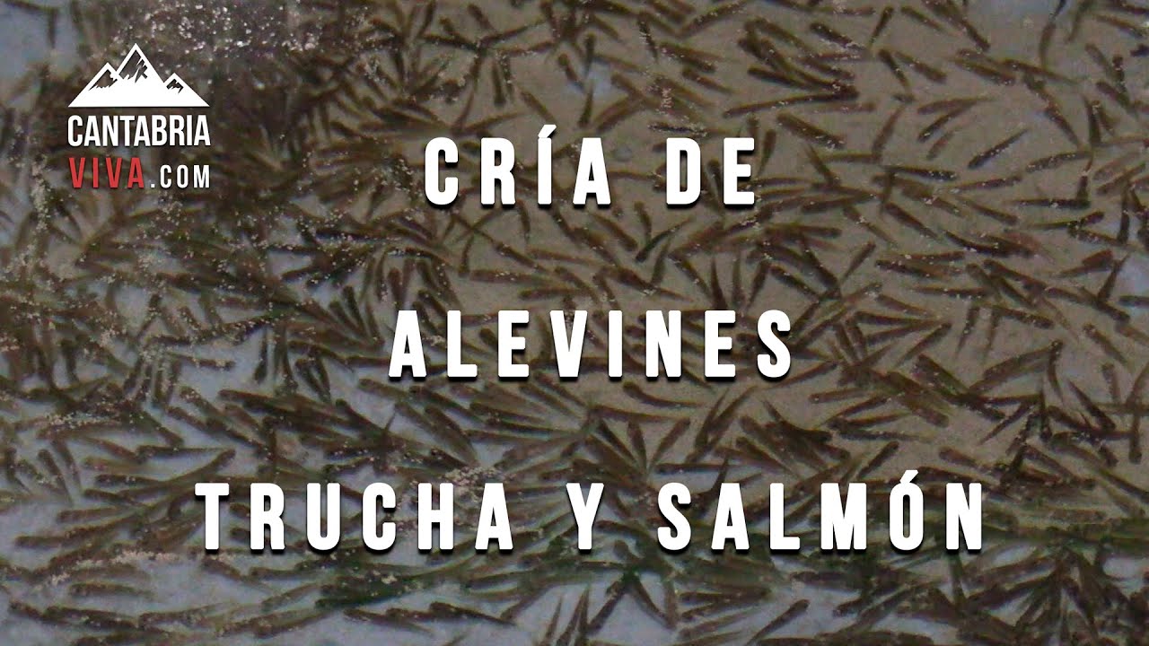 27💢 CRÍA DE ALEVINES de TRUCHA y SALMÓN en un lavadero