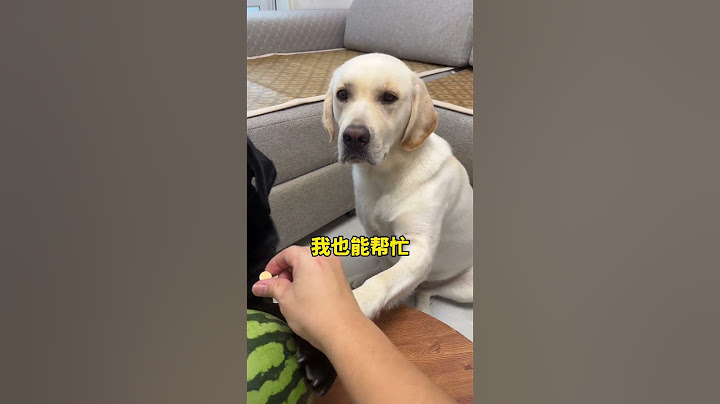 锅圈：谁让你给我换成榴莲了？这多扎手呀#拉布拉多 #动物#萌宠#宠物#animals#cute#funny#pets
