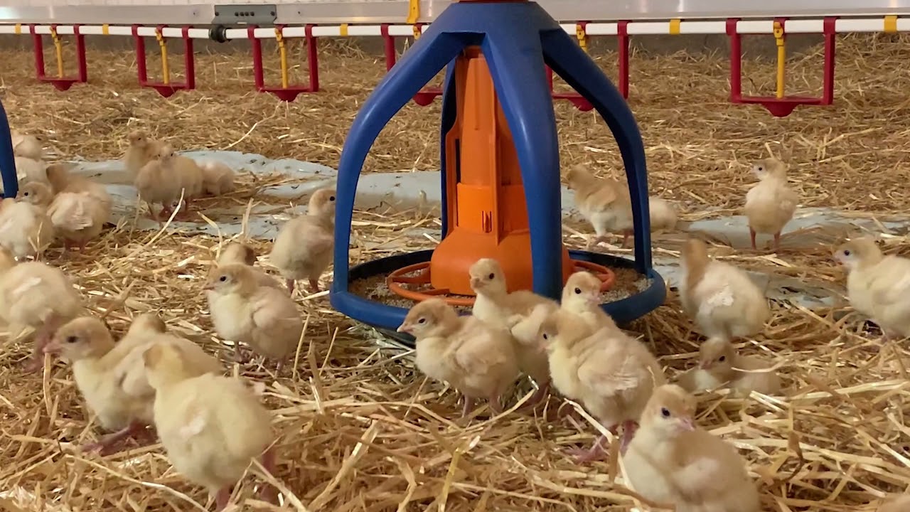 Ask an Expert:  Where do turkeys live?