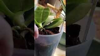 Clio the orchid update!