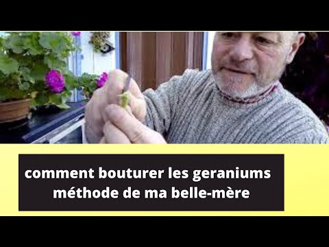 Vidéo: Géranium parfumé : photo, reproduction et soin à domicile