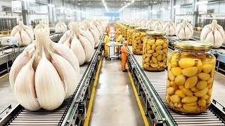 Inside America’s Biggest Garlic Factory – You Won’t Believe How Garlic Becomes Pickle