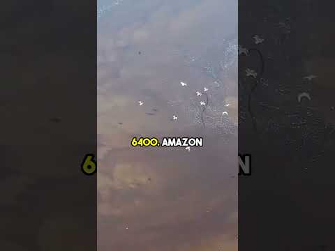 Amazon's Wonders: Protecting