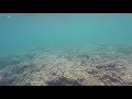 Snorkeling | Montañeza, Malabuyoc