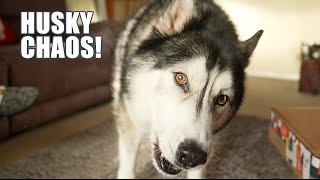 This Made My Husky The Most Chaotic He’s Ever Been! by Jodie Boo 43,335 views 2 months ago 21 minutes