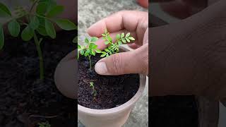 How to grow Curry Leaf Plant from seeds . #curryleafplant  #shorts