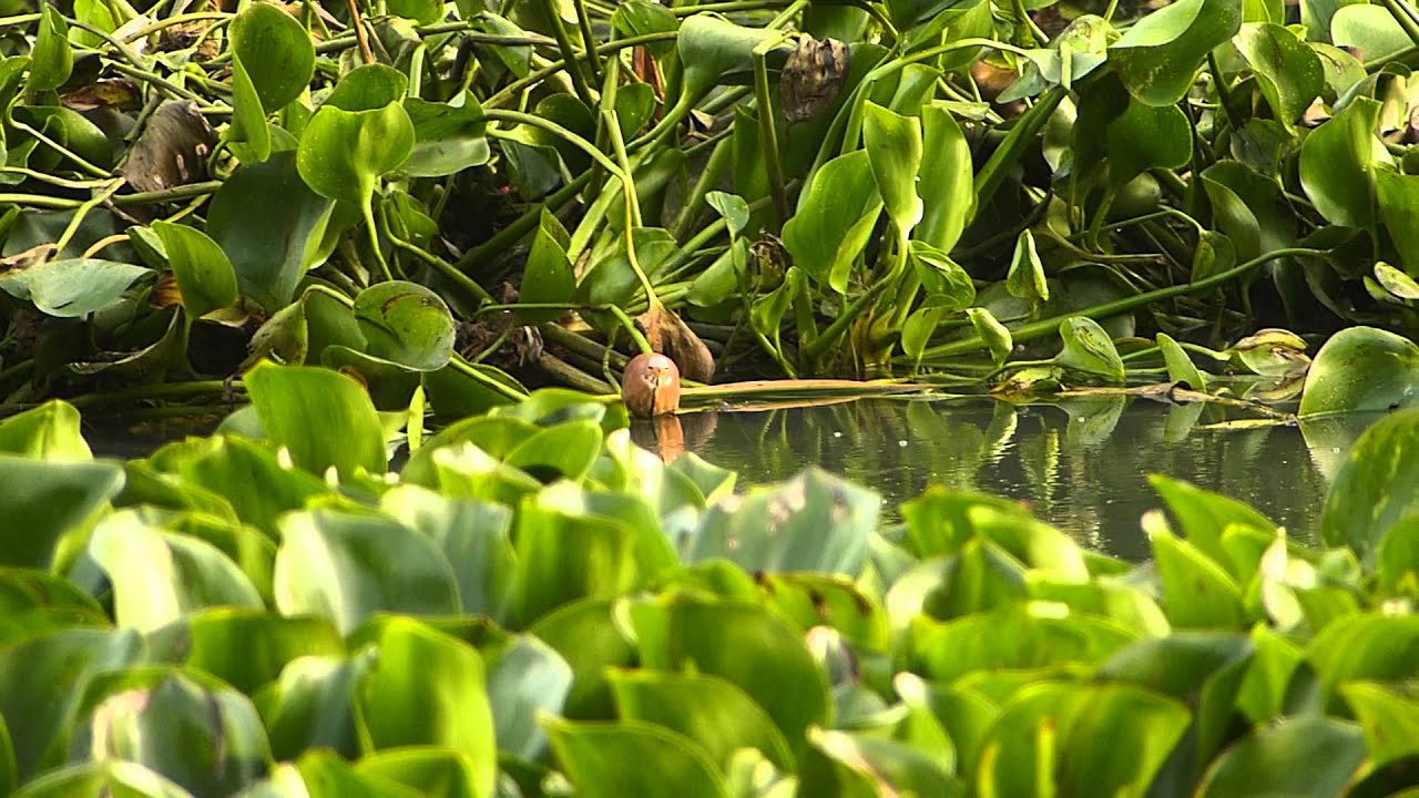 Cinnamon Bittern - Ixobrychus cinnamomeus