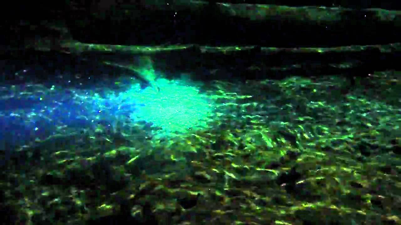 Night Dive Ginnie Springs YouTube