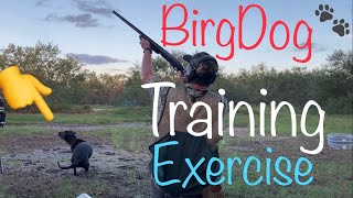 Bird Dog Training at Home! (Training Exercise) by Longshores Outdoors 41 views 5 months ago 4 minutes, 32 seconds