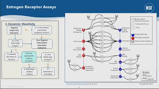 Applying NAMs in Risk Assessment - A Framework Approach and Case Study