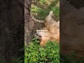 Lion sighted in Bannerghatta safari