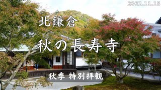 2022年 秋の北鎌倉｜宝亀山 長寿禅寺、秋季特別拝観。Autumn leaves in Kamakura