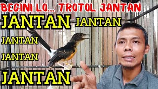 JELAS dan PASTI‼️TROTOL JANTAN BUKAN TROTOL MANTAN‼️ciri trotol murai jantan