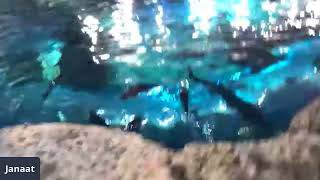 Ripleys Aquarium of Canada | Sawfish Feeding