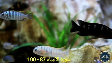 اسلام صبحي | سورة الأنبياء 87 - 100