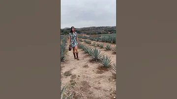 Tequila Fashion Rancho Fashionblog Vaquera Barbievibes Fashionwebsite 