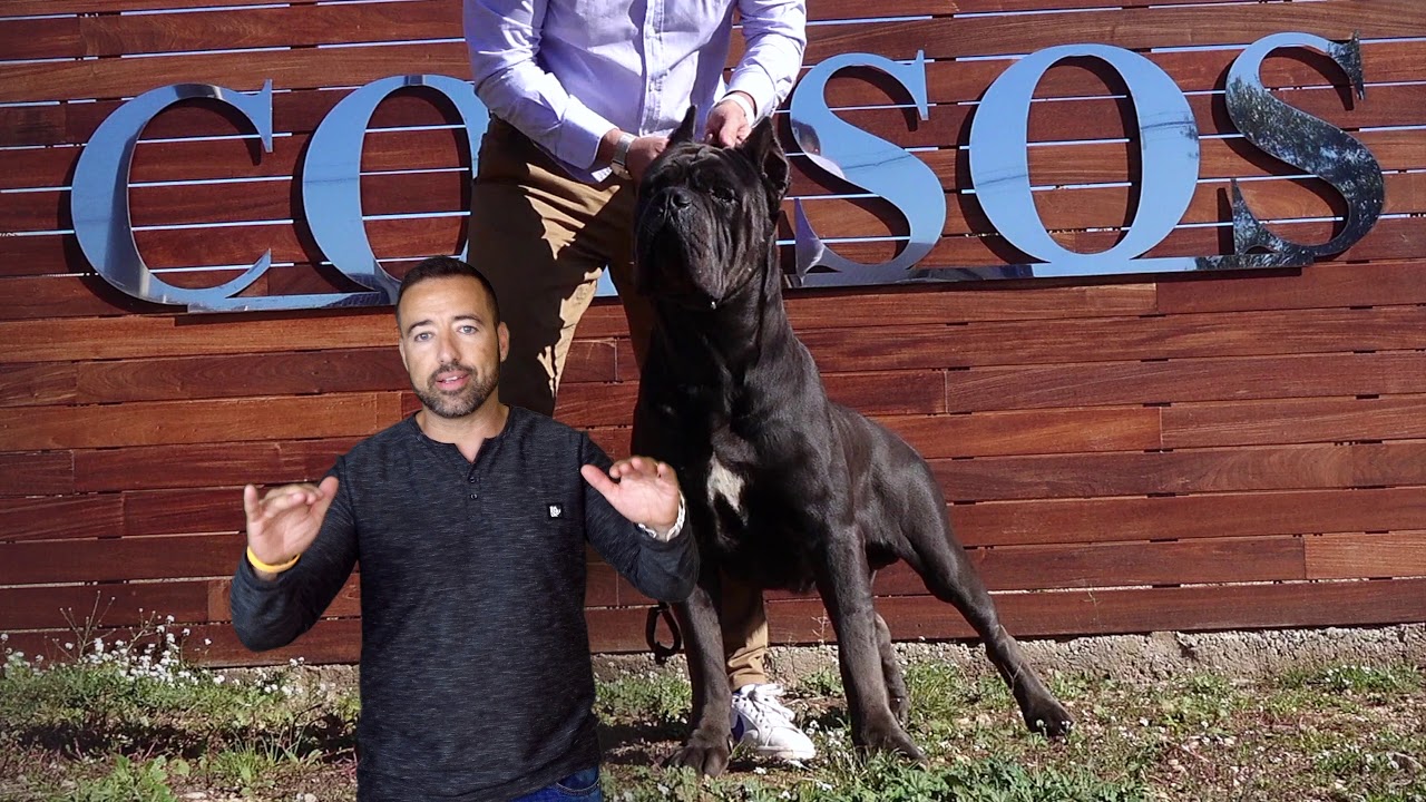 Puede El Perro Cane Corso Vivir En Un Piso O Apartamento