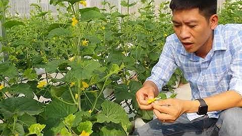 (Video09) Hướng Dẫn Cách Thụ Phấn Cho Dưa Lưới - Kỹ Thuật Thụ Phấn Dưa Lưới