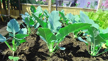 Trồng su hào, súp lơ