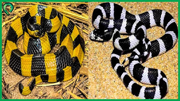 Anh Em Song Sát "Cạp Nong Cạp Nia" Tuyên Bố Chưa Ngán Bất Kỳ Đối Thủ Nào - Top 10 Điều Thú Vị Về Rắn