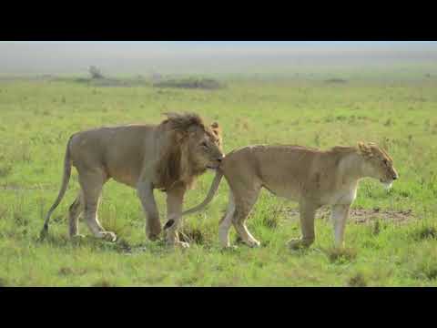 Mating: Lions Baby Making